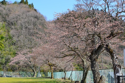 HPDSC_0043 桜