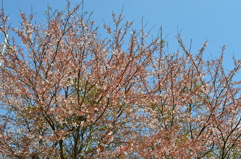 令和３年度「いるま花田植え」の中止について