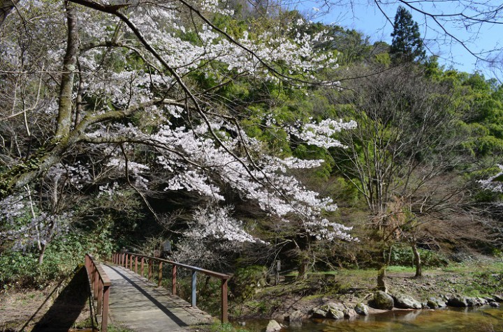 DSC_0013HP 八重滝桜
