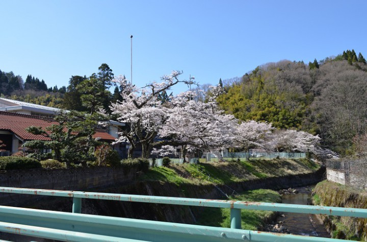 R4.4月　交流センターの鯉のぼりと、八重滝桜について