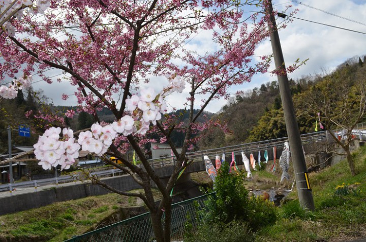 DSC_0028HP 鯉のぼり桜②