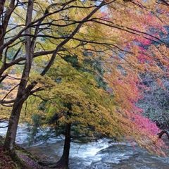 晩秋の八重滝　R6.11.28