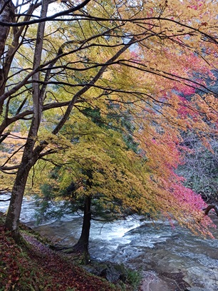 晩秋の八重滝　R6.11.28
